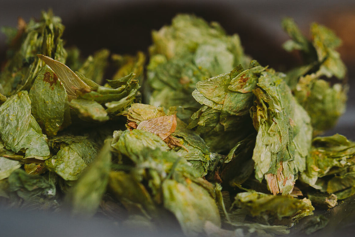 Close up image of hops and grain ingredients used in beer brewing.